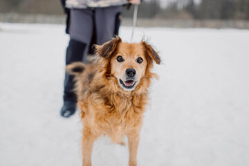 Orange dog on a walk in the winter in the snow