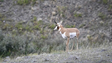 pronghorn antelope stands on a hillside in the lamar valley of yellowstone