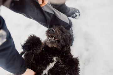 Bouvier des Flandres shepherd dog plays with a man in winter outdoors in the snow.