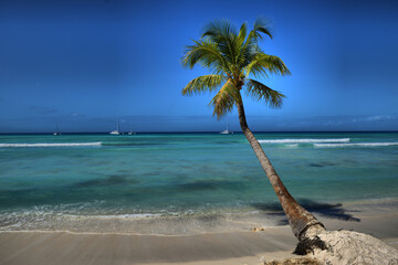 Palmeras en una playa en el Mar Caribe. Punta Cana. Isla saona
