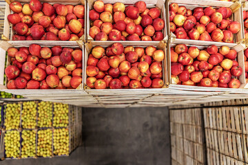 Apples in crates ready for shipping. Cold storage interior.