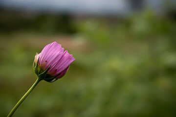 Cosmos bipinnatus