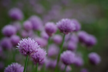 Fototapeta premium Allium schoenoprasum. Decorative Allium with purple spherical umbrellas. Selective focus.