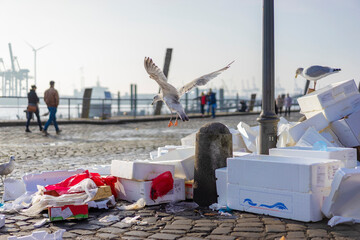 Flying Gull in the port of Hamburg