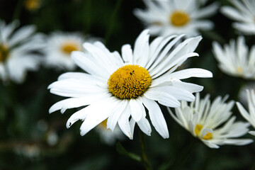 Fototapeta premium white daisy flower