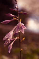 purple orchid flower