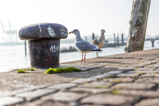 Gulls in the port of Hamburg