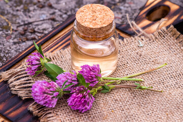 Trifolium pratense, red clover. Collect valuable flowers from moment of flowering, and start drying. Decoction of clover and infusion in clear bottle with cork. alternative medicine. Herbal concept