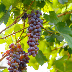 Red Grape growing on wine in vineyard. Ripe Grape fruit harvest in nature for food and vine in autumn. square