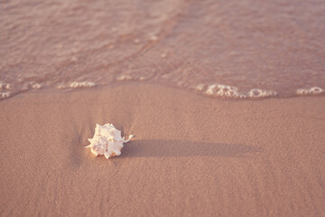 Seashell on the sandy shore of the sea with foam and waves as a background.