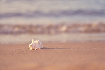Seashell on the sandy shore of the sea with blurred waves in the background.