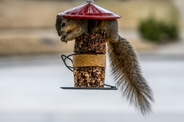 Squirrel on bird feeder © Brian Niemi
