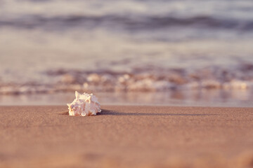 Seashell on the sandy shore of the sea with blurred waves in the background.