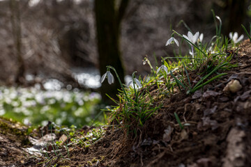 early spring, first spring flowers, sunny day, close-up of snowdrops