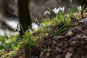 early spring, first spring flowers, sunny day, close-up of snowdrops