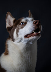 husky siberiano de ojos azules posando