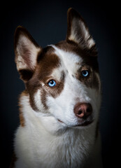 husky siberiano de ojos azules posando © Daniel