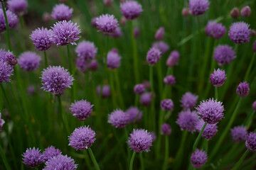 Allium schoenoprasum. Decorative bow. Perennial herbaceous plant. Beautiful flower abstract background of nature. Selective focus. Horizontal orientation.