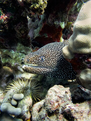Moray Eel Close Up Profile in Coral Reef - 416418317