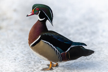 A single aquatic wood duck swims in calm blue water. There's a reflection of the duck and the water has circular waves around it. The woodie has a green crested head with a chestnut brown chest.