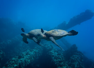 Pair of Hawaiian Green Sea Turtles with Pair of Cleaner Fish Swim in Tandem over Reef