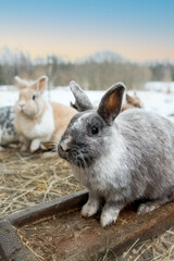 Little rabbits waiting for a food next to the feeder
