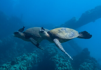 Fototapeta na wymiar Two Sea Turtles Swim in Tandem Over Reef with Matching Fish Partners