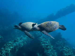 Naklejka na ściany i meble Two Sea Turtles Swim Side By Side with Matching Fish Above