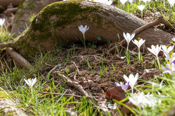 Naklejka na ściany i meble early spring, first spring flowers, sunny day, close-up crocuses