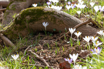 early spring, first spring flowers, sunny day, close-up crocuses