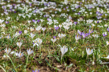 the beginning of spring, a sunny day, the first spring flowers, a meadow dotted with crocuses