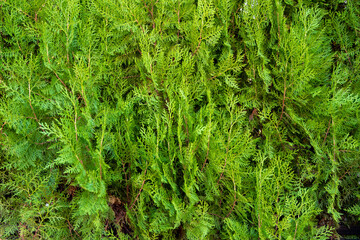 green pine branches texture
