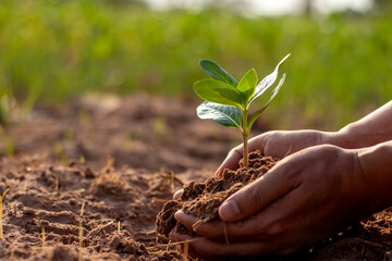 Trees and human hands planting trees in the soil concept of reforestation and environmental...