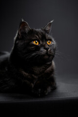 Adorable scottish black tabby cat on black background.