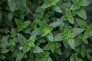 Fresh and organic cooking ingredients. closeup view of Mentha piperita, also known as mint plant, dark green leaves foliage, growing in the kitchen garden.