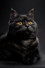 Fototapeta premium Adorable scottish black tabby cat on black background.