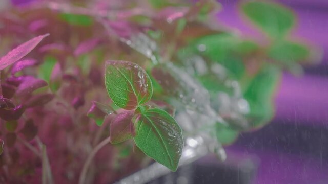 Organic micro greens in container, watering, sprinkles from bottle. Micro garden at home, urban farming. Laboratory for genetic modification. Pink light, shelving in the greenhouse. Slow motion.