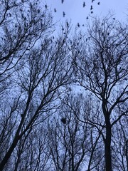 Fototapeta premium tree and sky