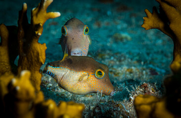 A pair of sharpnose pufferfish (Canthigaster rostrata) on the reef off Sint Maarten, Dutch Caribbean