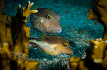 A pair of sharpnose pufferfish (Canthigaster rostrata) on the reef off Sint Maarten, Dutch Caribbean