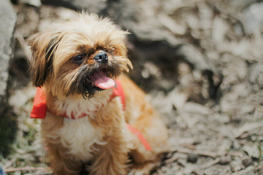 Perrita Rojita รูปภาพPerrita – เลือกดูภาพถ่ายสต็อก เวกเตอร์ และวิดีโอ568 | Adobe Stock