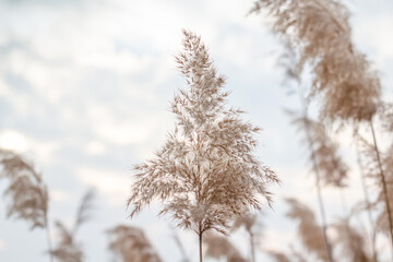 Close-up pampas grass (Cortaderia selloana), reed.Golden reeds sway in the wind against the blue sky. Abstract natural background. Beautiful pattern in neutral colors. Selective focus.
