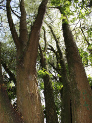 arboles