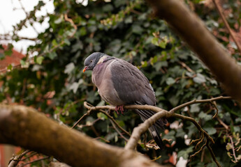 Wood Pigeon (Columba palumbus) perched in a tree in woodland.