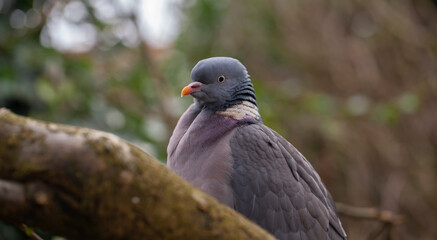 Close up portrait of a Wood Pigeon (Columba palumbus)