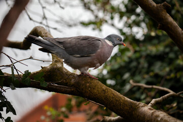 Wood Pigeon (Columba palumbus) roosting in a  Laburnum tree in an English garden.