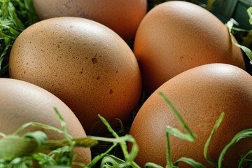Close up of brown eggs in a nest of green grass. Macro shot with selective focus.