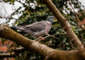 Wood Pigeon (Columba palumbus) roosting in a  Laburnum tree in an English garden.