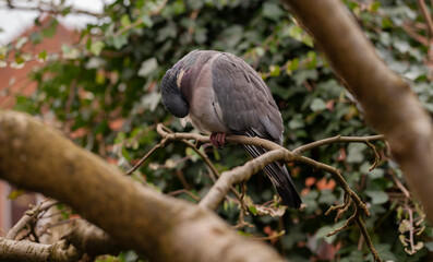 Wood Pigeon (Columba palumbus) preening whilst perched in a tree in an English garden.