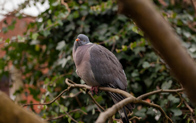 Wood Pigeon (Columba palumbus) preening whilst perched in a tree in an English garden.